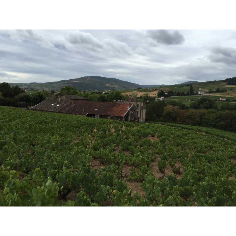 Vin rouge Rhône Saint Joseph- Cuvée Pradelle - Pardon et Fils 75cl