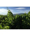 Vin rouge Côtes de Provence Sainte Victoire- Cuvée Nadia - Domaine Terre de Mistral 75cl