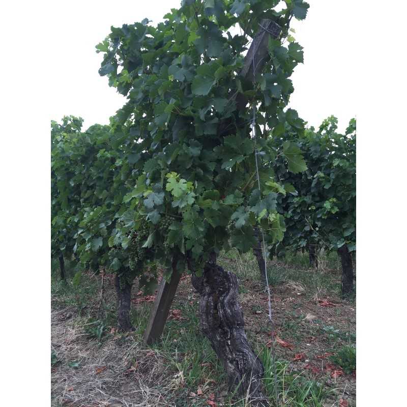 Vin Blanc Bordeaux Château Fourreau Blanc 75cl