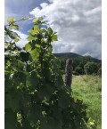 Vin d'Alsace Rouge d'Ottrott  Cuvée Stéphane- Maison Vonville 75cl