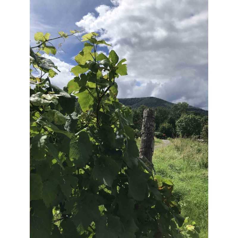 Vin d'Alsace Rouge d'Ottrott  Cuvée Stéphane- Maison Vonville 75cl