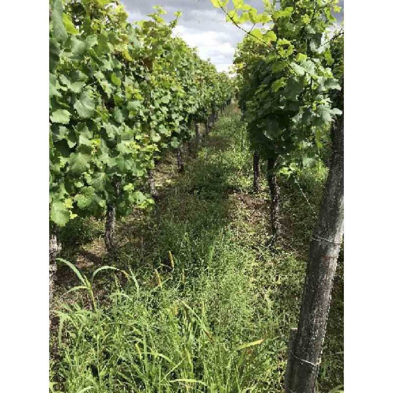 Vin d'Alsace blanc Muscat- Domaine Vonville 75cl
