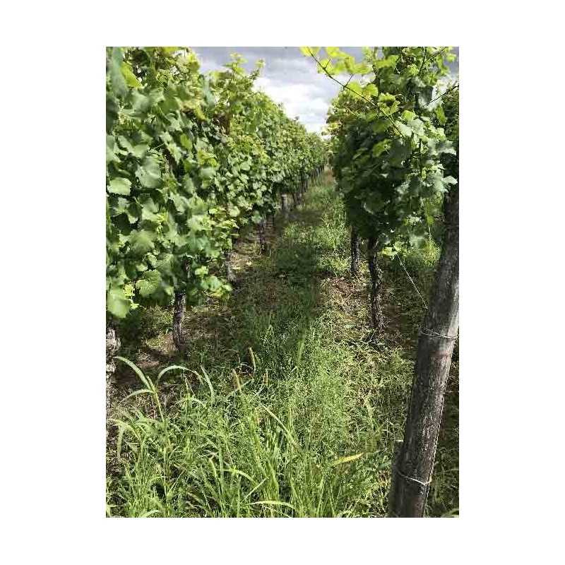 Vin d'Alsace Rouge d'Ottrott - Domaine Vonville 75cl