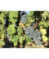 Vin Rouge AOC Gaillac - Cuvée Florent 75cl