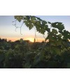 Vin Rouge AOC Gaillac - Cuvée Florent 75cl