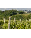 UBY n°21 - Vin blanc sec Uby Byo Organic 75cl