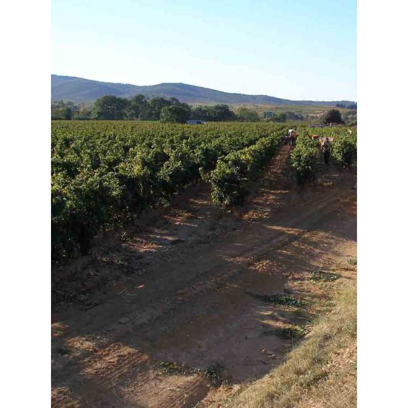 Vin rouge Corbières Cuvée Réservée - Domaine de Longueroche 75cl