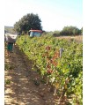 Vin rouge Corbières Cuvée Réservée - Domaine de Longueroche 75cl