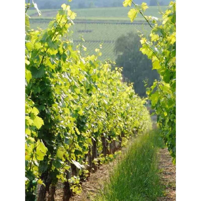 Vin Rouge Bourgogne Hautes Côtes de Beaune - Cave des Hautes Côtes 75cl