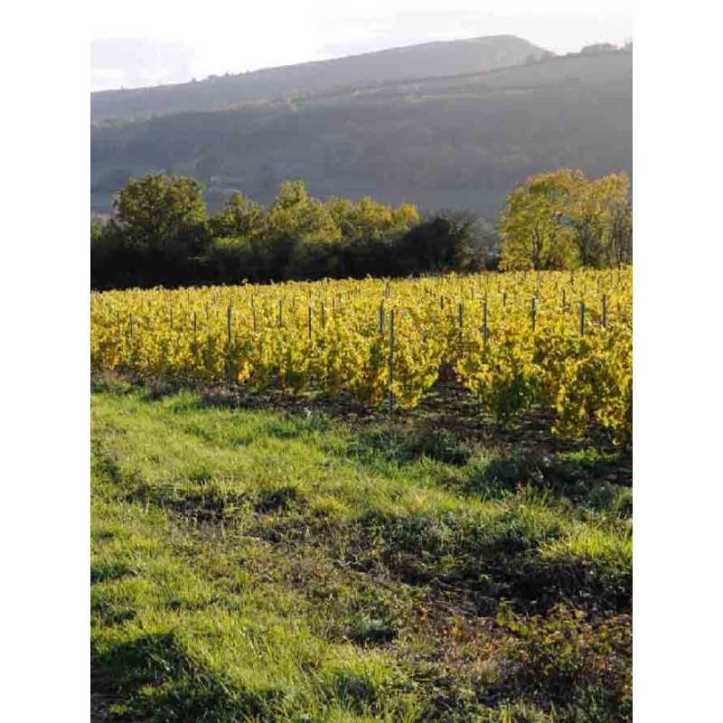 Vin Rouge Bourgogne Monthélie - Nuiton Beaunoy 75cl