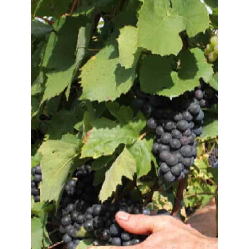 Vin Rouge Bourgogne Hautes Côtes de Beaune - Cave des Hautes Côtes 75cl