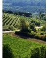 Vin blanc Bourgogne-Hautes Côtes de Nuits - La Quarpande-Nuiton Beaunoy 75cl