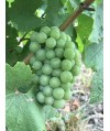 Vin Bourgogne Mâcon Villages Blanc - Terres Secrètes 75cl