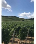 Vin rouge Bourgogne Passetoutgrains 75cl
