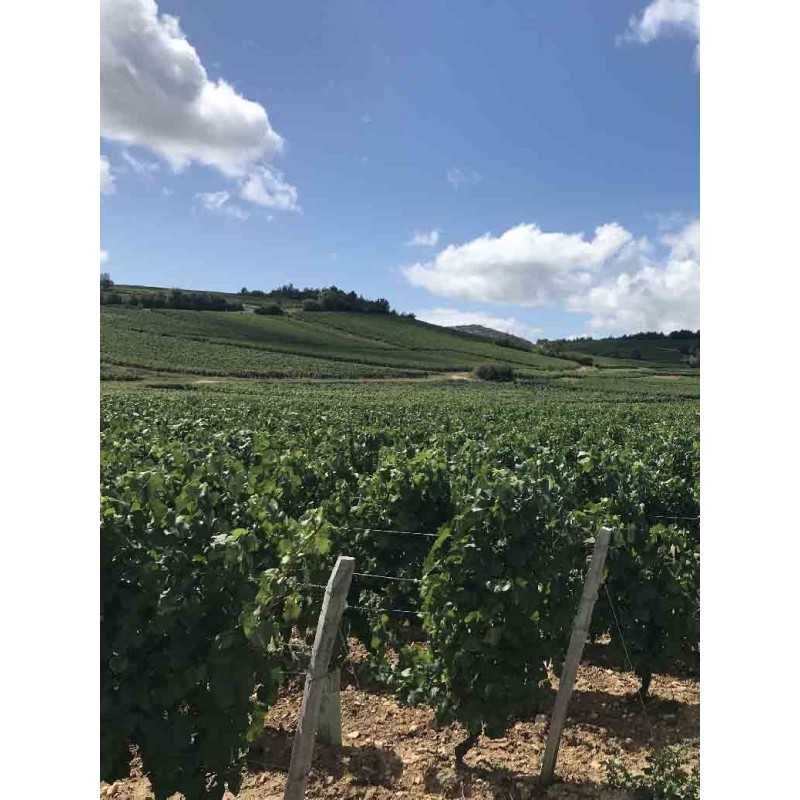 Vin rouge Bourgogne Passetoutgrains 75cl
