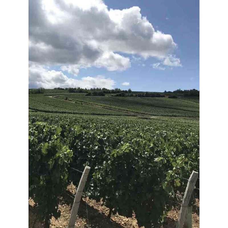 Vin rouge Bourgogne Mâcon - Château Charnay 75cl