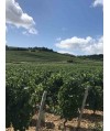 Vin Bourgogne Passetoutgrains 37,5cl