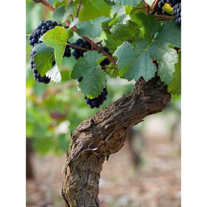 Vin Rouge Bourgogne Pinot Noir - Vignerons de Buxy 75cl