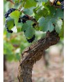 Vin Rouge Bourgogne Pinot Noir - Vignerons de Buxy 75cl