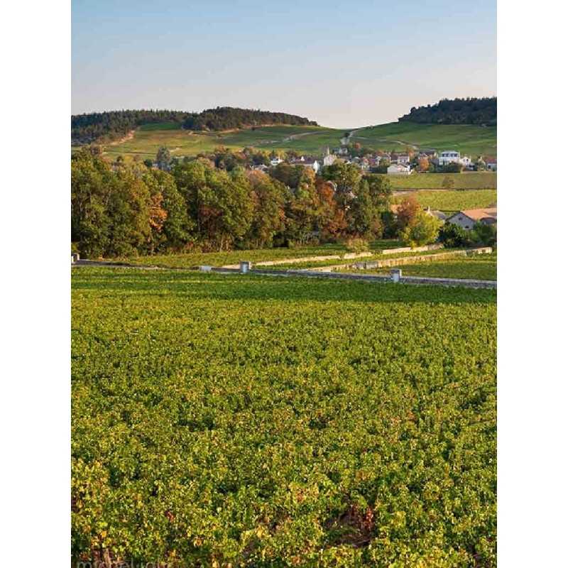 Vin Bourgogne Mercurey Rouge - Vignerons de Buxy 75cl