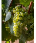 Vin blanc Bourgogne Montagny 1er Cru Les Chaniots - Vignerons de Buxy 75cl
