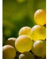 Vin blanc Bourgogne Aligoté - Vignerons de Buxy 37,5cl