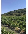 Vin rouge Rhône Vacqueyras - Vieux Clocher 37,5cl