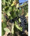 Vin rouge Rhône Vacqueyras - Vieux Clocher 37,5cl