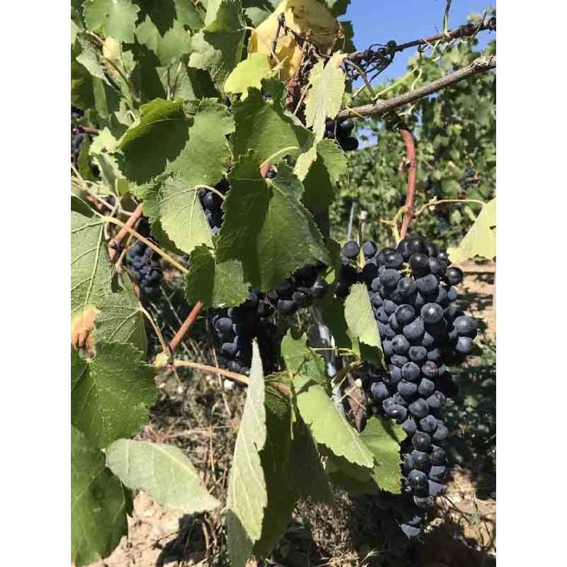 Vin Rouge Rhône -Vacqueyras - Domaine La Font du CHêne-Aimé Arnoux 75cl
