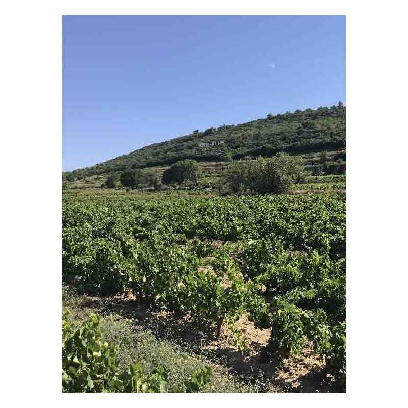 Magnum Vin Rouge Rhône -Vacqueyras - Vieux Clocher 