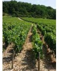Vin Blanc Bourgogne Chablis Vieilles Vignes - Domaine Dampt Frères 75cl