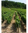 Vin Blanc Bourgogne Chablis Vieilles Vignes - Domaine Dampt Frères 75cl