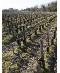 Margaux - Cru Artisan Château les Barraillots 75cl
