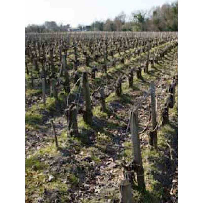 Margaux - Cru Artisan Château les Barraillots 75cl