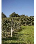 Vin Blanc Jurançon-Grappe d'Or- Montesquiou 75cl