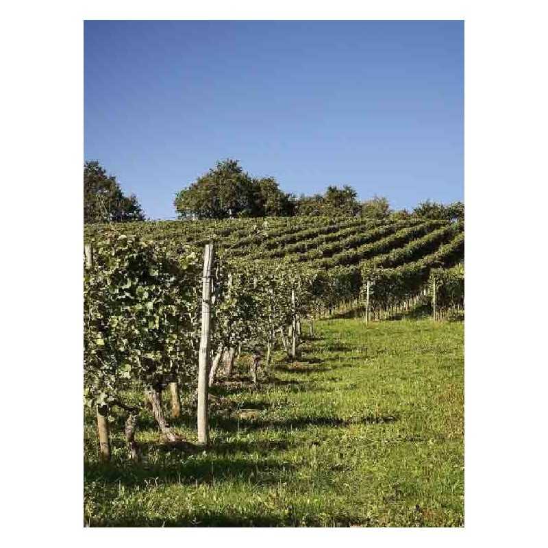 Vin Blanc Jurançon-Grappe d'Or- Montesquiou 75cl
