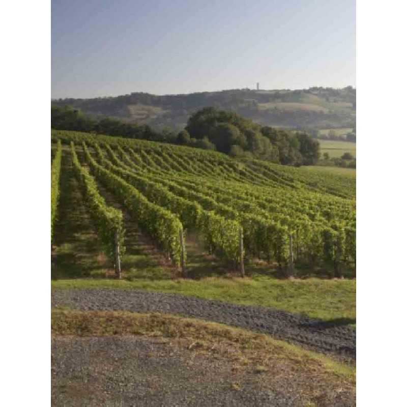 Vin Blanc Jurançon-Grappe d'Or- Montesquiou 75cl