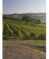 Vin Blanc Jurançon-Grappe d'Or- Montesquiou 75cl
