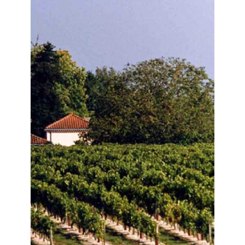Médoc - L'Inclassable - Vin Végan Domaine Rémy Fauchey