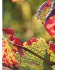 Vin d'Alsace blanc Gewurztraminer- Maison Vonville 75cl