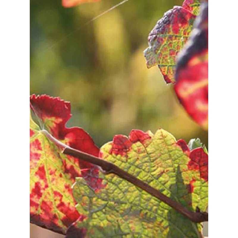 Vin d'Alsace blanc Pinot Gris- Domaine Vonville 75cl