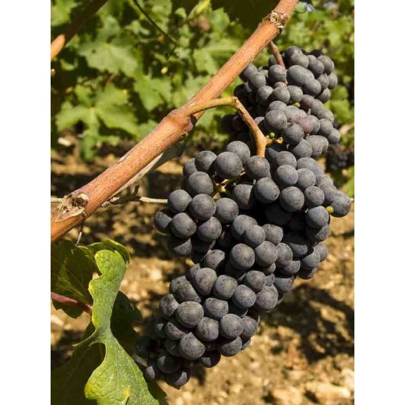 Vin Rouge Bordeaux Haut-Médoc - HAUT GALOT 75cl