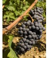 Vin Rouge Bordeaux Haut-Médoc - HAUT GALOT 75cl