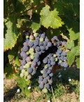 Vin Bordeaux Rouge Graves - LAMOTTE ROBIN 75cl
