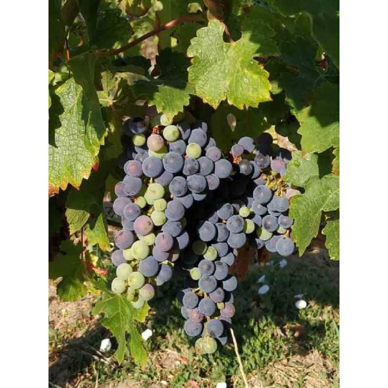 Vin Bordeaux Rouge Graves - LAMOTTE ROBIN 75cl