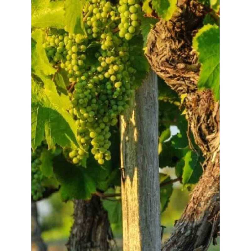 Vin Blanc Gasgogne-Jardin Secret Villa Dria 75cl
