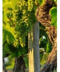 Vin Blanc Gasgogne-Côte Sauvage- Villa Dria 75cl