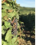 Champagne Demi  Sec - Domaine Convert Lusquin 75cl