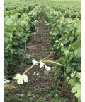 Champagne Demi  Sec - Domaine Convert Lusquin 75cl