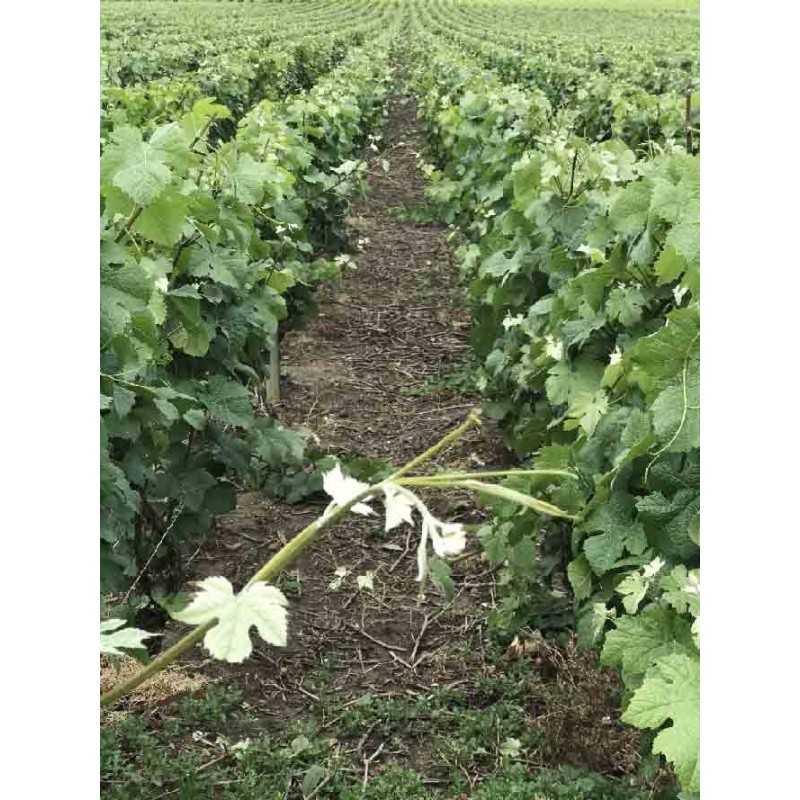 Champagne Demi  Sec - Domaine Convert Lusquin 75cl